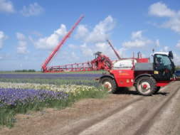 Spraying the Irisses